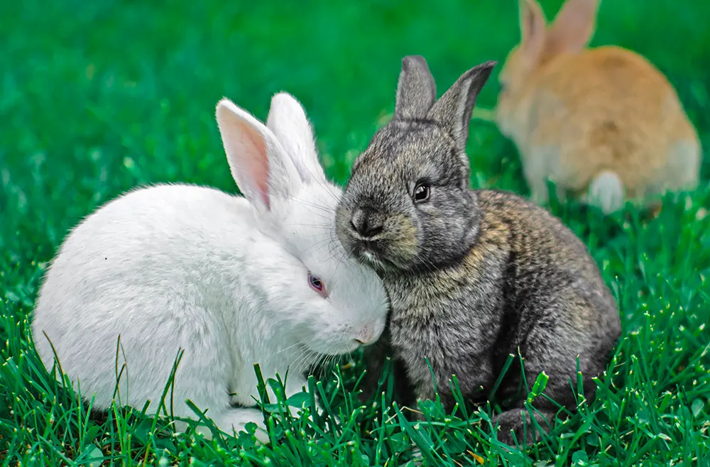 bunnies 3
