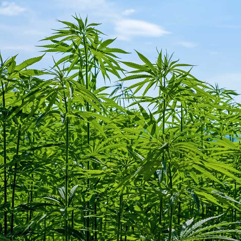 hemp